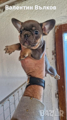 Продавам две  френски булдочета, снимка 3 - Френски булдог - 52897524