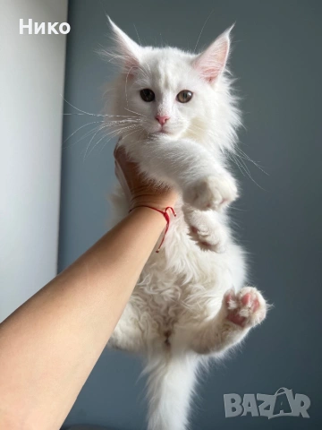 Мейн кун котенца / Мейн куун котенца / Maine coon kittens, снимка 6 - Мейн кун - 50068719