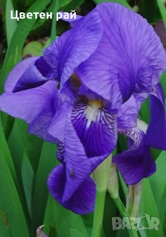 Ризоми на ириси 2€брой цвят на късмет от показаните , снимка 5 - Градински цветя и растения - 54198963