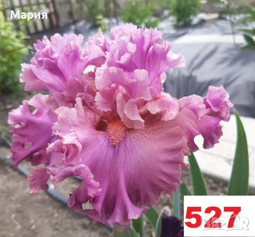 Сортови вискоки ириси /брадати ириси, снимка 15 - Градински цветя и растения - 51459398