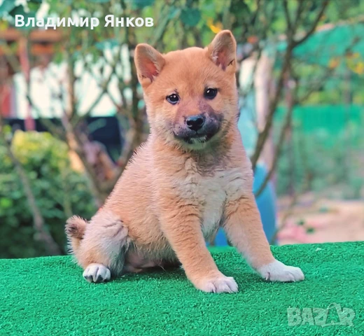 Куче, снимка 1