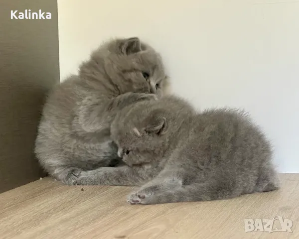 Чистокръвни сини британчета, снимка 15 - Британска късокосместа - 49778535