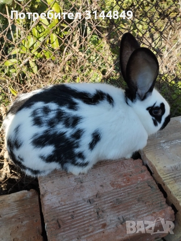 Зайци , снимка 4 - Други - 43368160