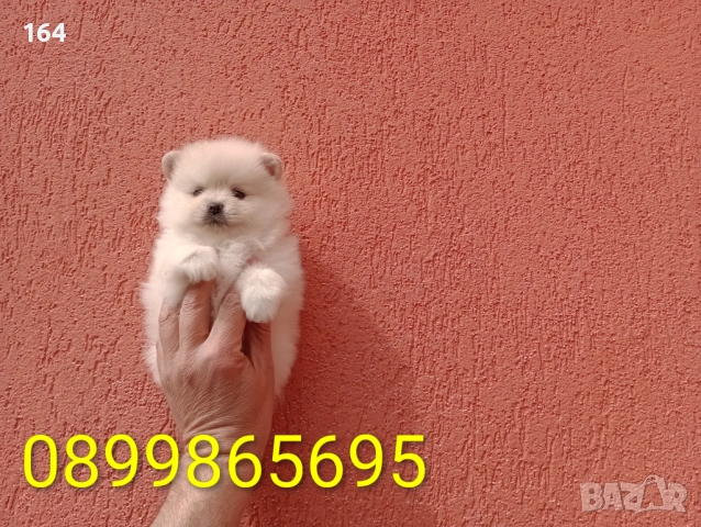 Померани. Реални снимки от 29.03.26 г. , снимка 11 - Померан - 53980464