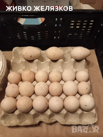 ПРОДАВАМ ОПЛОДЕНИ КОКОШИ ЯЙЦА , ЗА РАЗПЛОД, снимка 14 - Кокошки и пуйки - 53923856