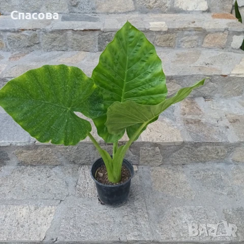 Трилистник - стайно цвете