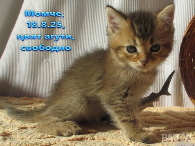 Агути коте, маркирано таби, котка, котарак, момче, котенце, снимка 4 - Други - 51953145