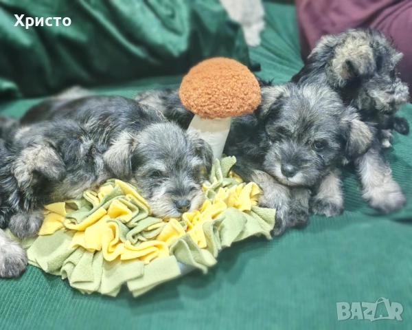 Минишануцер, цвергшнауцер , снимка 3 - Други - 52504946