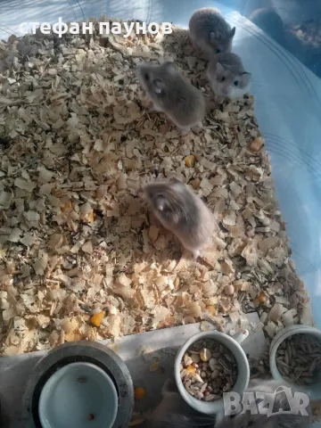 Мини Хамстери, снимка 2 - Хамстери - 49984624