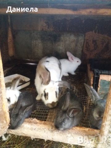 продавам зайци за клане 25лева броя , снимка 2 - Други животни - 45382304