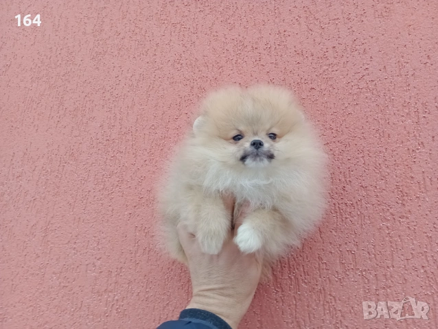 Мъжки мини Померан на 3 месеца. Реални снимки от 02.02.26 г. , снимка 5 - Померан - 53316013