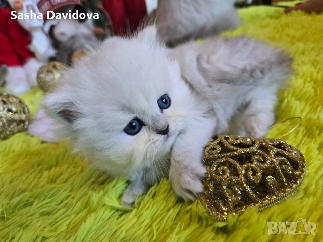 Британски дългокосмести котенца, снимка 7 - Други - 52730216