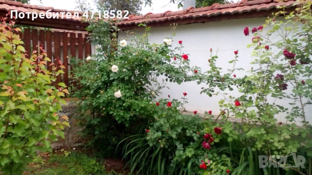 Продавам имот – две автономни къщи в един двор , община Ловеч, село Дойренци, снимка 15 - Къщи - 53218401