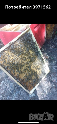 Отводки и пчелни майки