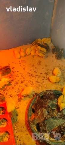 продавам пъдпъдъци , снимка 5 - други­ - 53825400