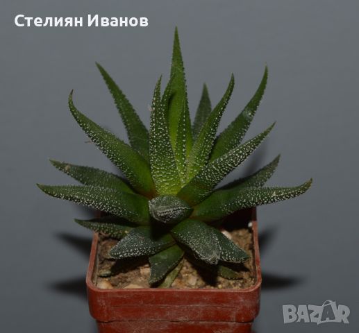 Хавортия, хавортиопсис (Haworthiopsis (syn.: Haworthia) fasciata ‘Concolor’), снимка 1 - Стайни растения - 37398886