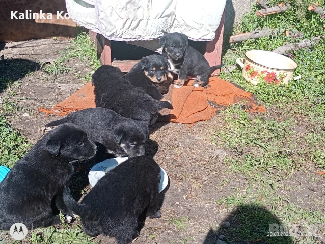 кученца, снимка 3 - Други - 54023561