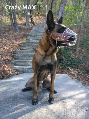 Белгийска овчарка обучена, снимка 8 - Белгийска овчарка - 53162633