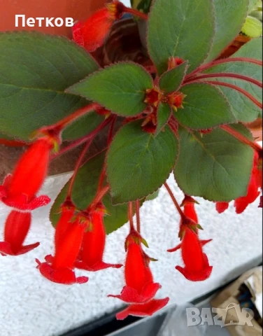 цъфтящи цветя , снимка 5 - Стайни растения - 50488175