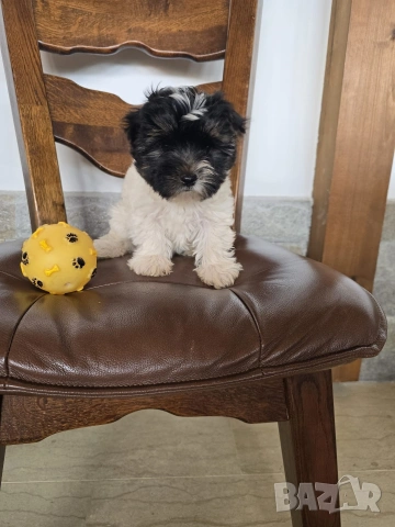 Мини Бивър Йоркширски териер момче 