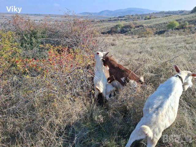 натурално козе мляко, снимка 2 - Кози - 54155662