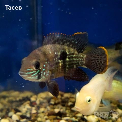 Ривулатус 6-7см