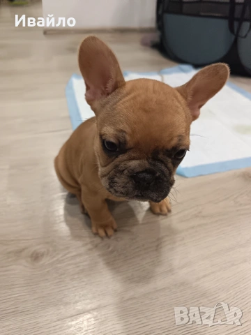 Френски булдог момиче, снимка 2 - Френски булдог - 53866669