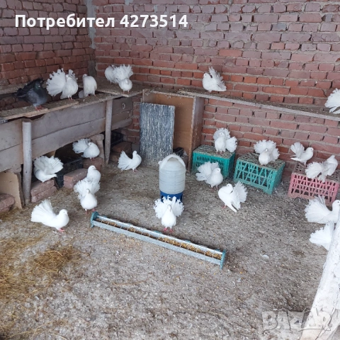 Продавам гълъби финерлии - бели и пъстри, снимка 5 - Гълъби - 53299830