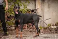 Доберман / Doberman , снимка 5