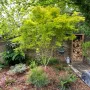 Японски клен, Acer Palmatum 'Beni Kawa' / Coral Barl Maple, снимка 2