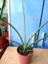 Sansevieria Cylindrica - 5 лв, снимка 1