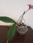 Орхидея , снимка 3