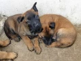 Чистокръвни Белгийски овчарки-Малиноа , снимка 6