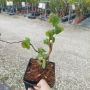 Corylus avellana 'Contorta', къдрав Лешник, снимка 9