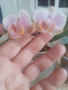 Орхидея , снимка 1 - Стайни растения - 44984750