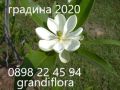 Магнолия - Magnolia НАЛИЧНИ 14 ВИДА Студоустoйчиви, снимка 9