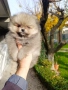 померан, мини померан , снимка 8