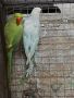 продавам папагали малак Александър 2023г , снимка 1