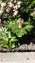 за саксии цветя автоматично напояване при отсъствие, снимка 1 - Стайни растения - 26164430