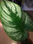 Philodendron Mamei , снимка 5
