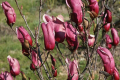 Магнолия нигра - Magnolia Liliiflora Nigra, снимка 4