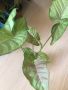 Syngonium Confetti Tricolor , снимка 1 - Стайни растения - 45094563