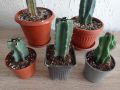 Кактуси Cereus , снимка 6