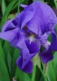 Ризоми на ириси 2€брой цвят на късмет от показаните , снимка 5