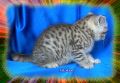 Клепоухо и правоухо - шотландски котенца, снимка 12