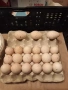 ПРОДАВАМ ОПЛОДЕНИ КОКОШИ ЯЙЦА , ЗА РАЗПЛОД, снимка 14