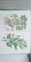 Тропични и субтропични лекарствени растения, снимка 4