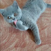 Британска късокосместа котка, снимка 1 - Британска късокосместа - 45148433