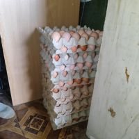 Птицевъдни услуги и разплодни яйца , снимка 8 - други­ - 45479799