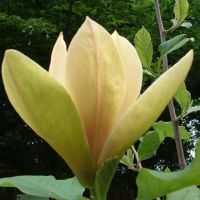 Магнолия -(''Жълт фенер''), снимка 4 - Градински цветя и растения - 45433900